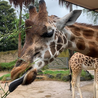 lettucebekind picture