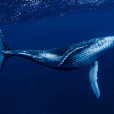 Happy_Whale picture