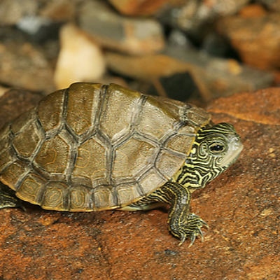 ChelonianRacer picture