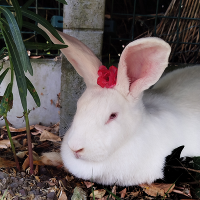 Bamboubibiche picture