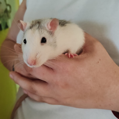 DieserTeaser picture