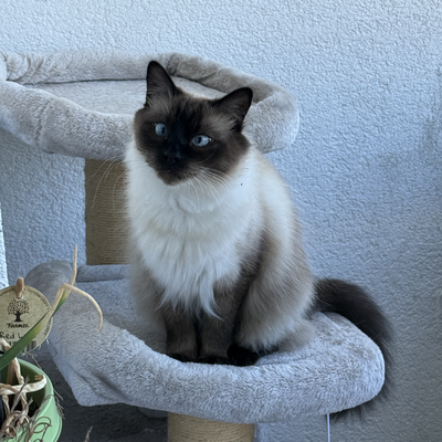 Vegan_Catparents picture