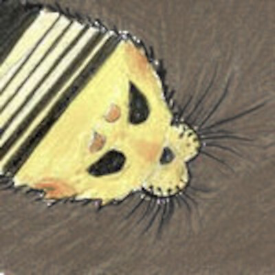 hiccupseal picture