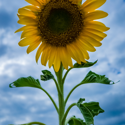 BrianBarnett picture