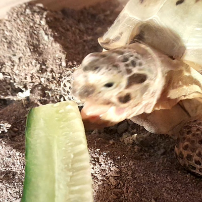 silly_torte picture