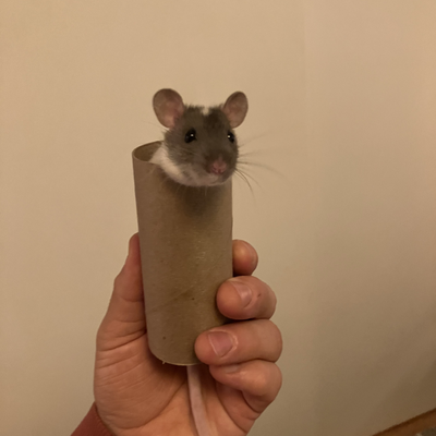 louiehasalottarats picture