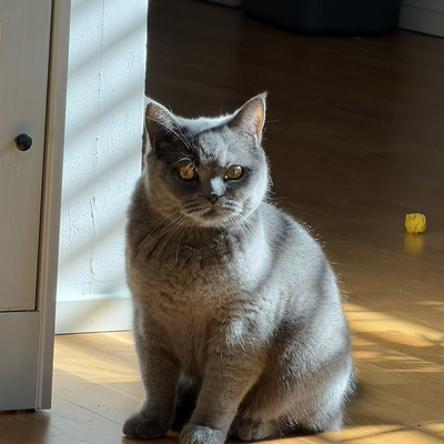 Happpycat picture