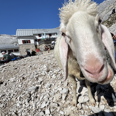 shackletonslim picture