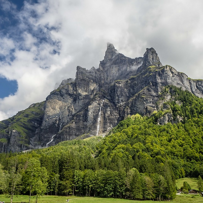 TreeHugger2020 picture