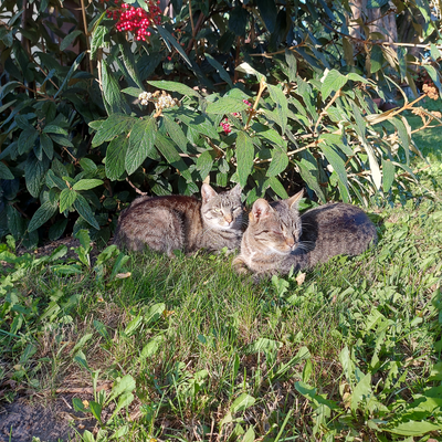 TomaszProblem picture