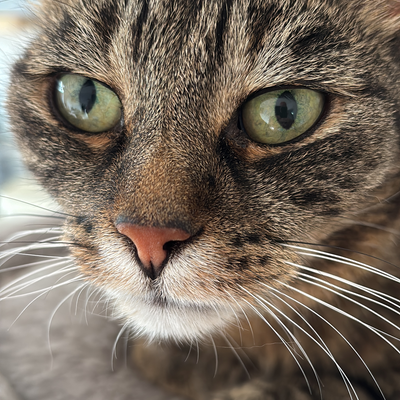 Groucho-vegan picture