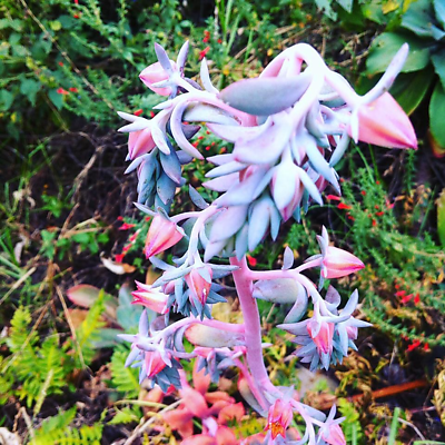 MonicaPachecoGomez picture