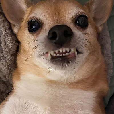 midnightswami picture