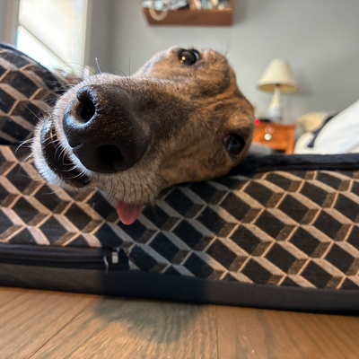 JoelTenenbaum picture