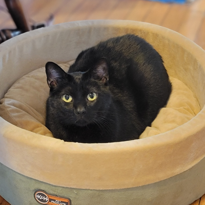 CeladonSerpent picture