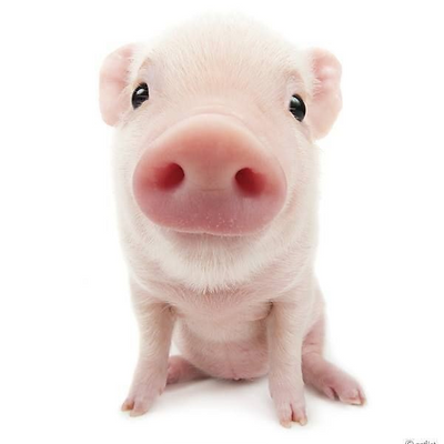 GiuliaHeringer picture