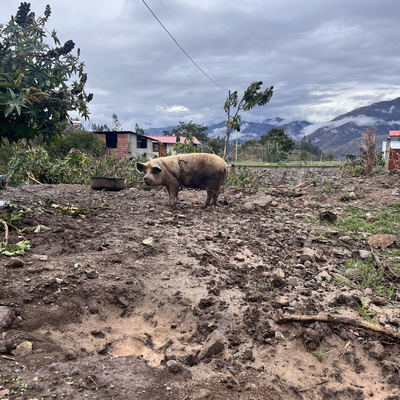 Chestnutthepig picture