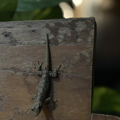 StefanHohenberger picture