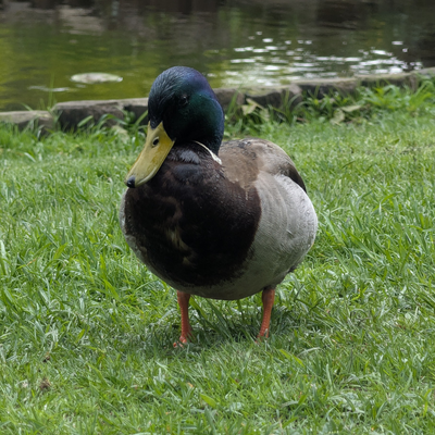 vegMuffin picture
