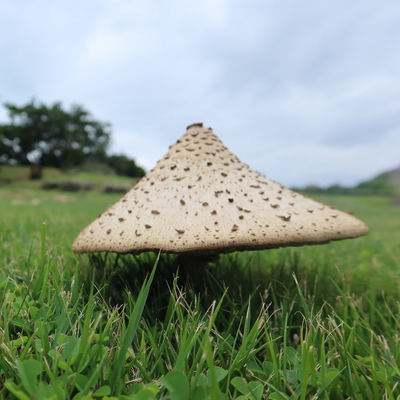 izvrsni_direktor picture