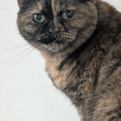 Tofu_Eating_Wokerati picture