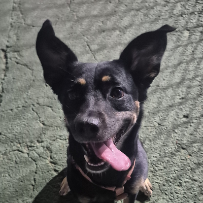 AlineCamargo picture