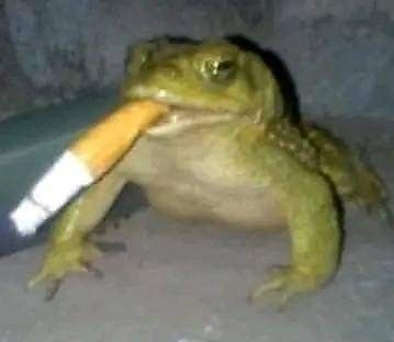 pizzamozzarella picture