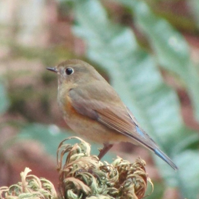 ruribitaki picture