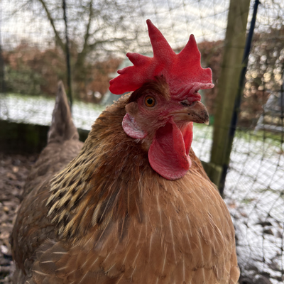 lewis.little picture