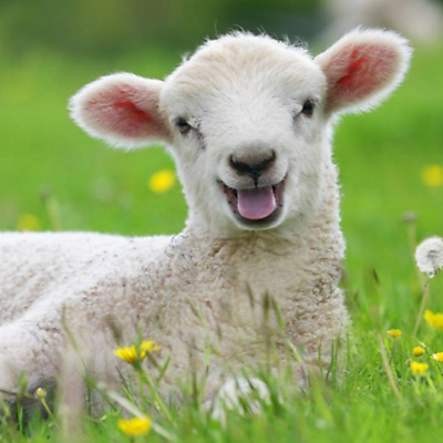 plantstronglife picture