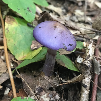 MaudeChardin picture