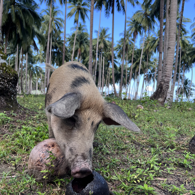 paularob picture