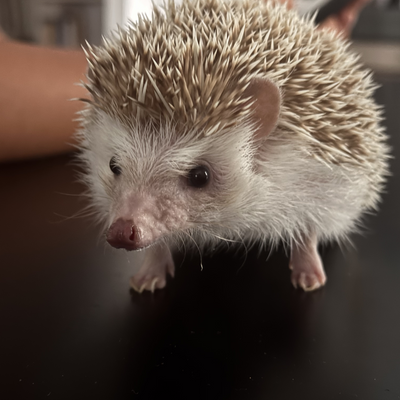 saveriospartano picture
