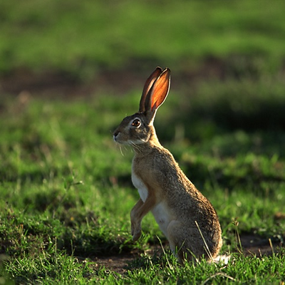Leporidae picture