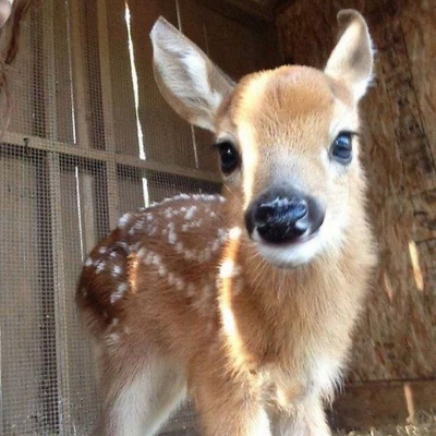 bananabread1 picture