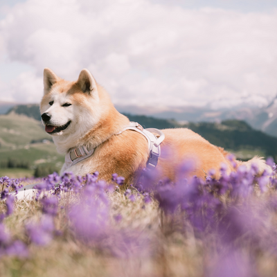 VirginiaLioy picture