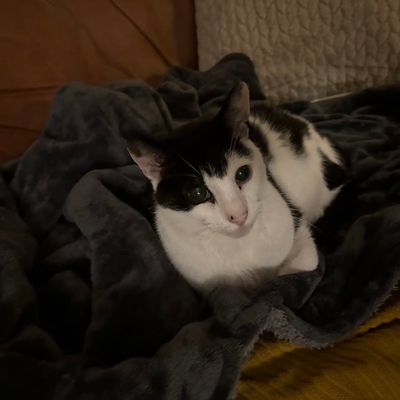 CatFoodReviews picture