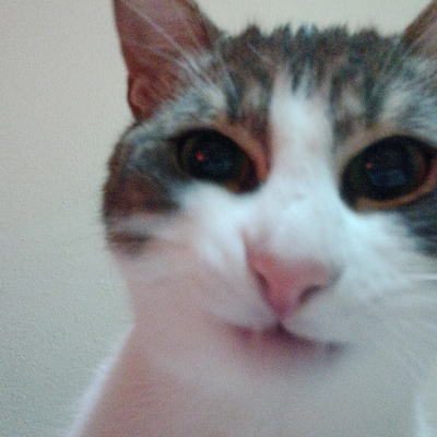 sillyfuchsiakitty picture