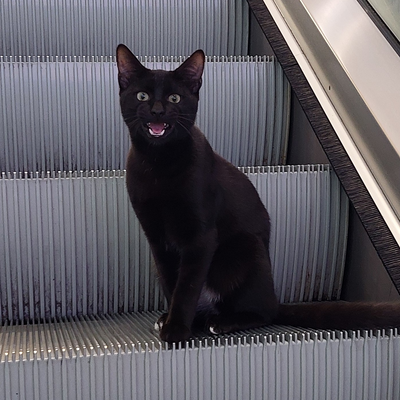 Twinkletophs picture