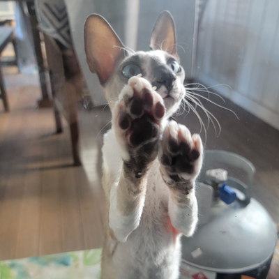 AnimalLuvr17 picture