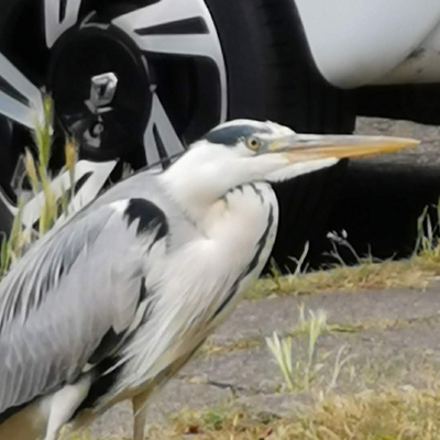 Diamonddragon picture