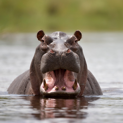 hippopotamus picture