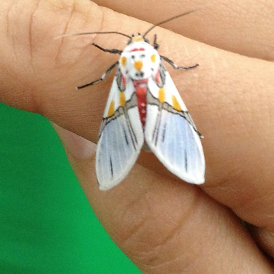 AngieHernandez picture