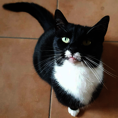 FrankStiebler picture