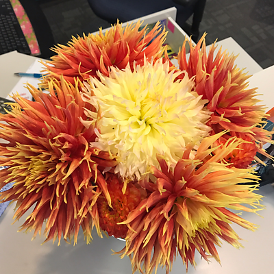 amymosteller picture