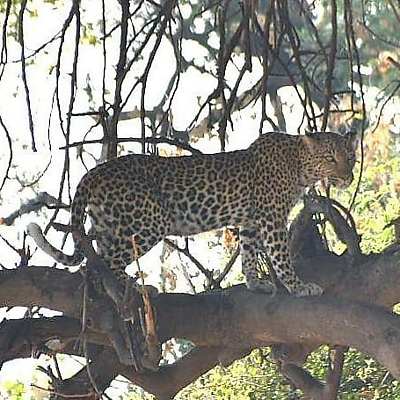 CarolynDenton picture