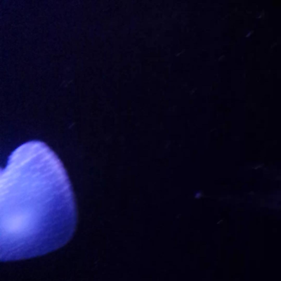 AbigailKalhiDohrnii picture