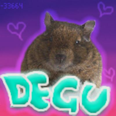 Degu picture