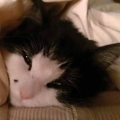 DoraTörekiBarnett picture