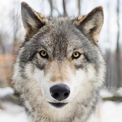 AlejandraWolf picture